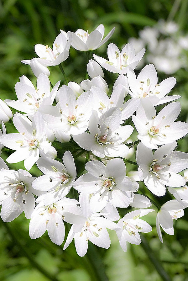 Аллиум неаполитанский. Лук декоративный неаполитанский. Аллиум graceful beauty. Аллиум неаполитанский. Лук декор.