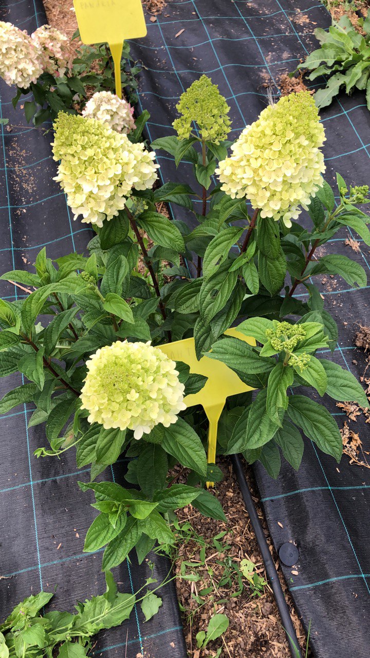 Метельчатая гортензия PanTheon / Пантеон