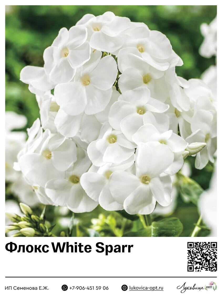 Флокс White Sparr (Метельчатый) 1 шт