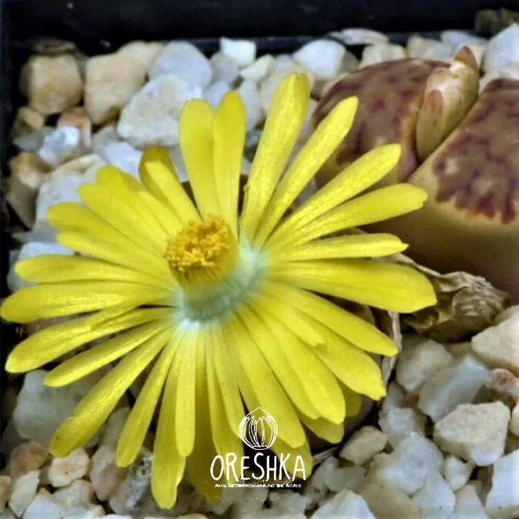 Seeds of SucculentLithops Bromfieldii mix (Lithops Bromfieldii mix) — 10 pcs