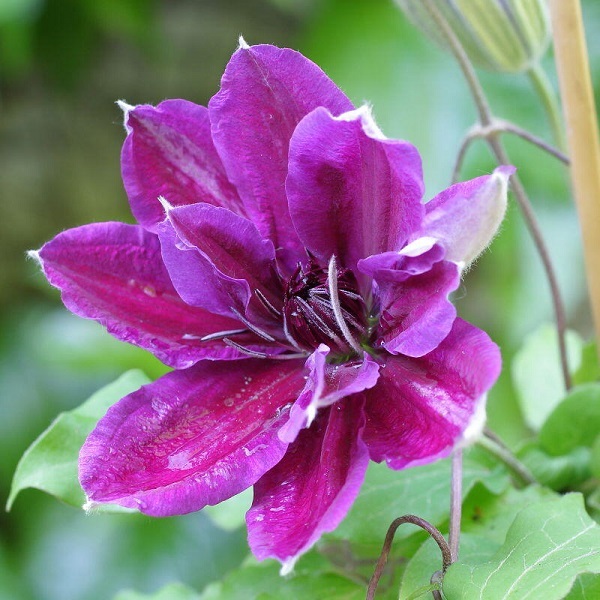 Купить Клематис Пинк Бьюти ( Clematis 'Pink Beauty') 3 гр в Белгороде. Sortoman 