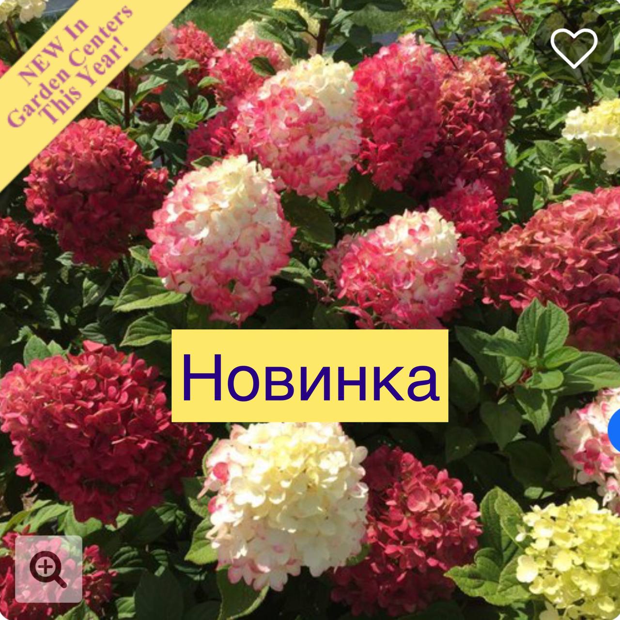 Метельчатая гортензия Little Lime Punch / Литл лайм панч