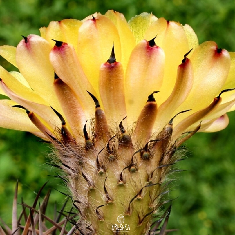 Seeds of Cactus Acanthocalycium thionanthum v. brevispinum P 42 (Acanthocalycium thionanthum v. brevispinum P 42) — 10 pcs