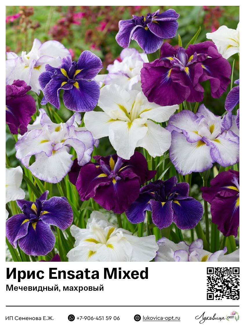 Ирис Ensata Mixed (Мечевидный, махровый) 1 шт