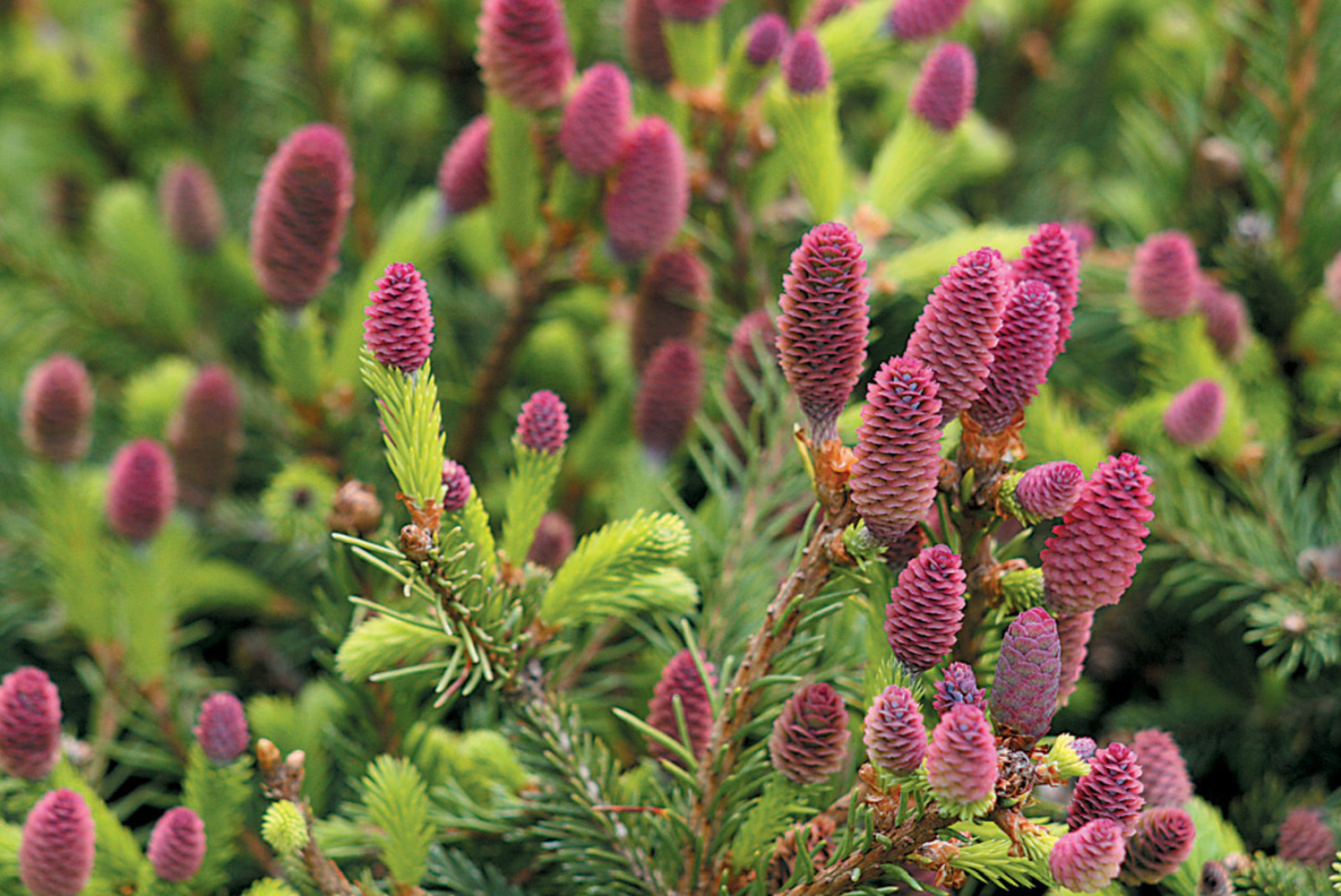 Picea abies acrocona