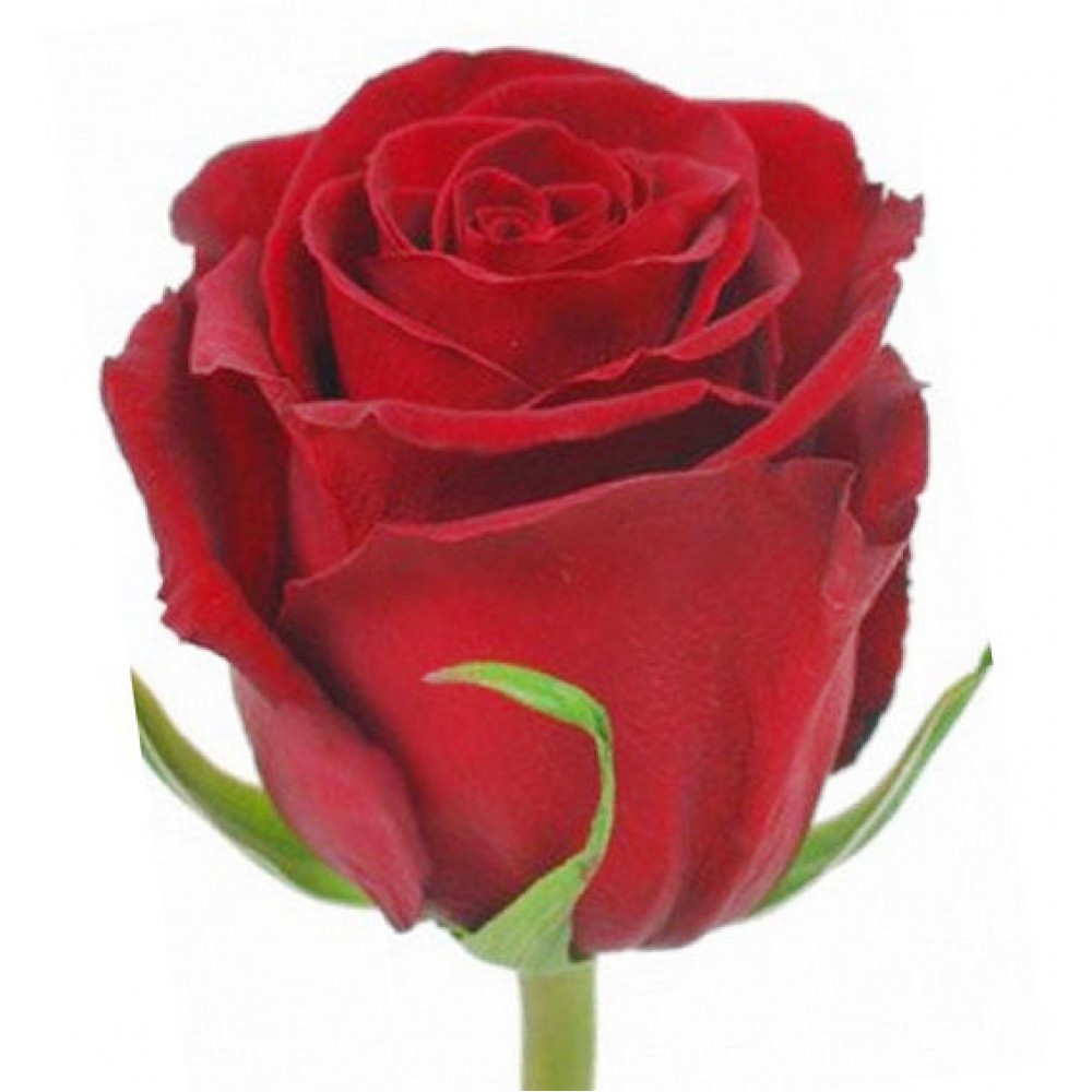 Красная роза Эквадор эксплорер