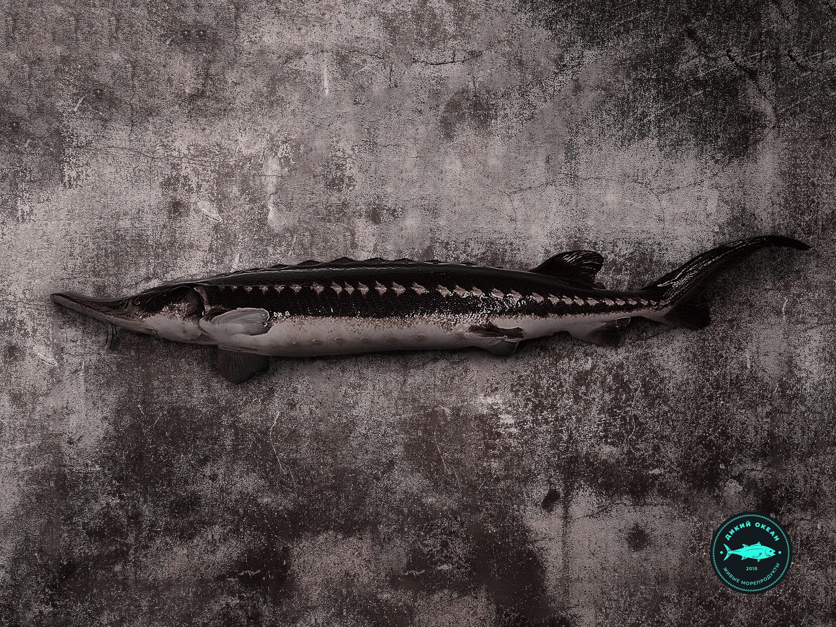 Осетр 2 кг - Осетр 2 кг (живой)