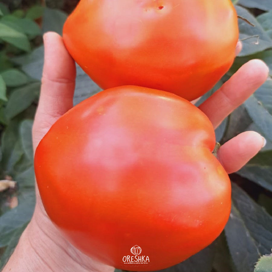 Seeds of Tomato Big Dolly Red (solanum lycopersicum) — 10 pcs
