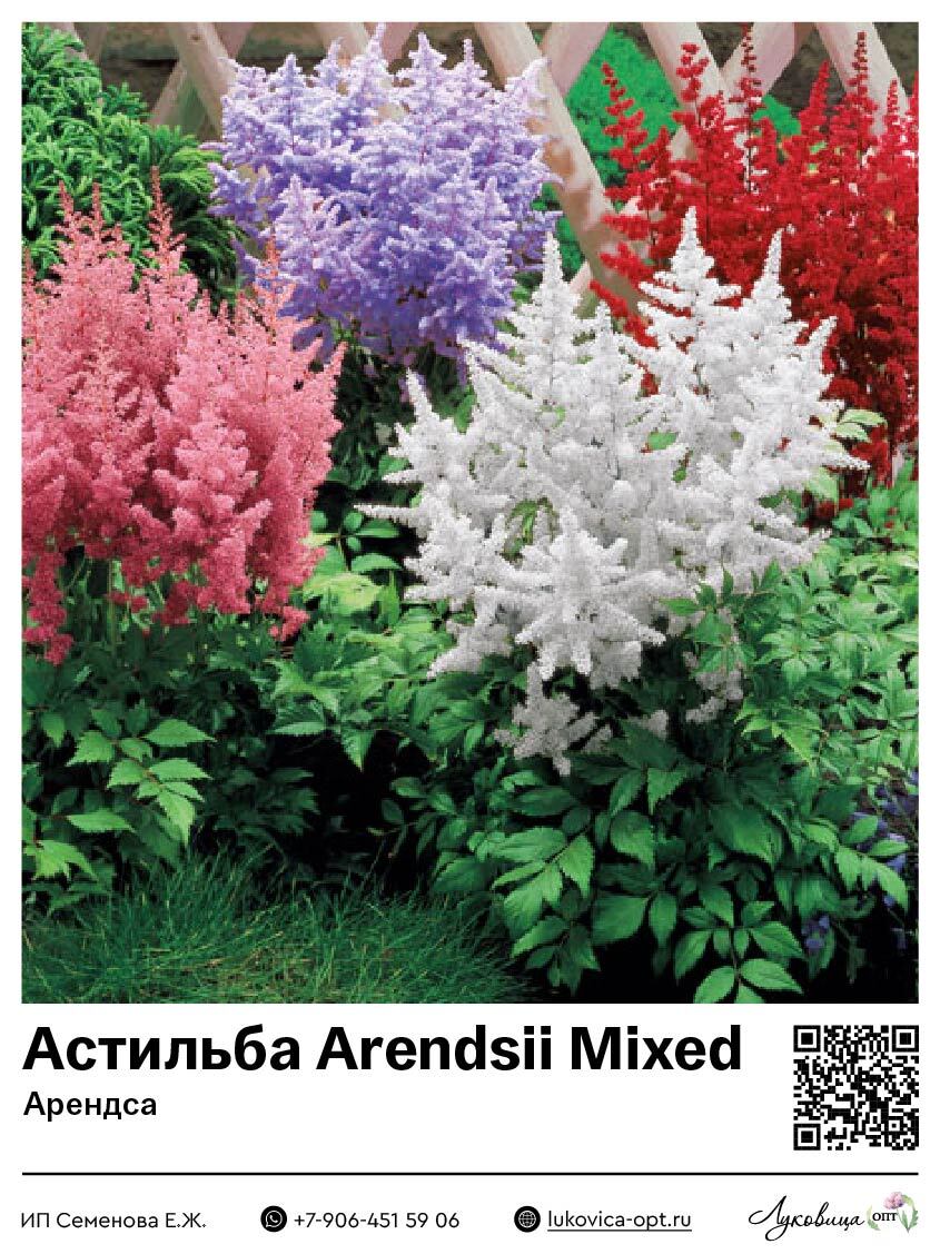 Астильба Arendsii Mixed (Арендса) 1 шт