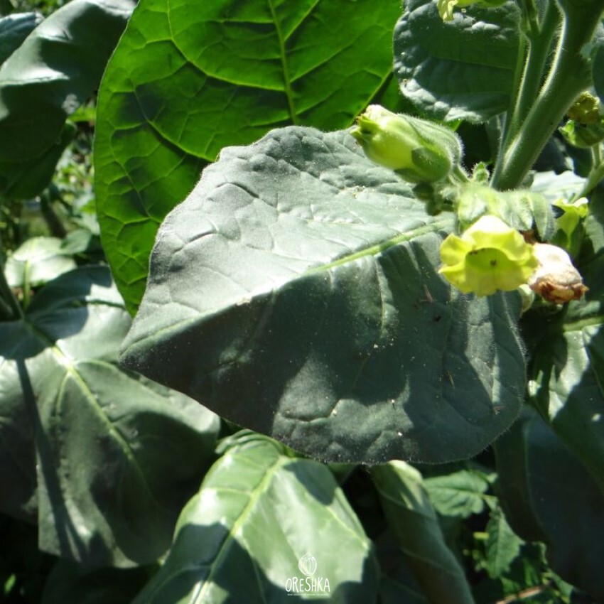 Seeds of shag armenia (Nicotiana tabacum) — 300 pcs