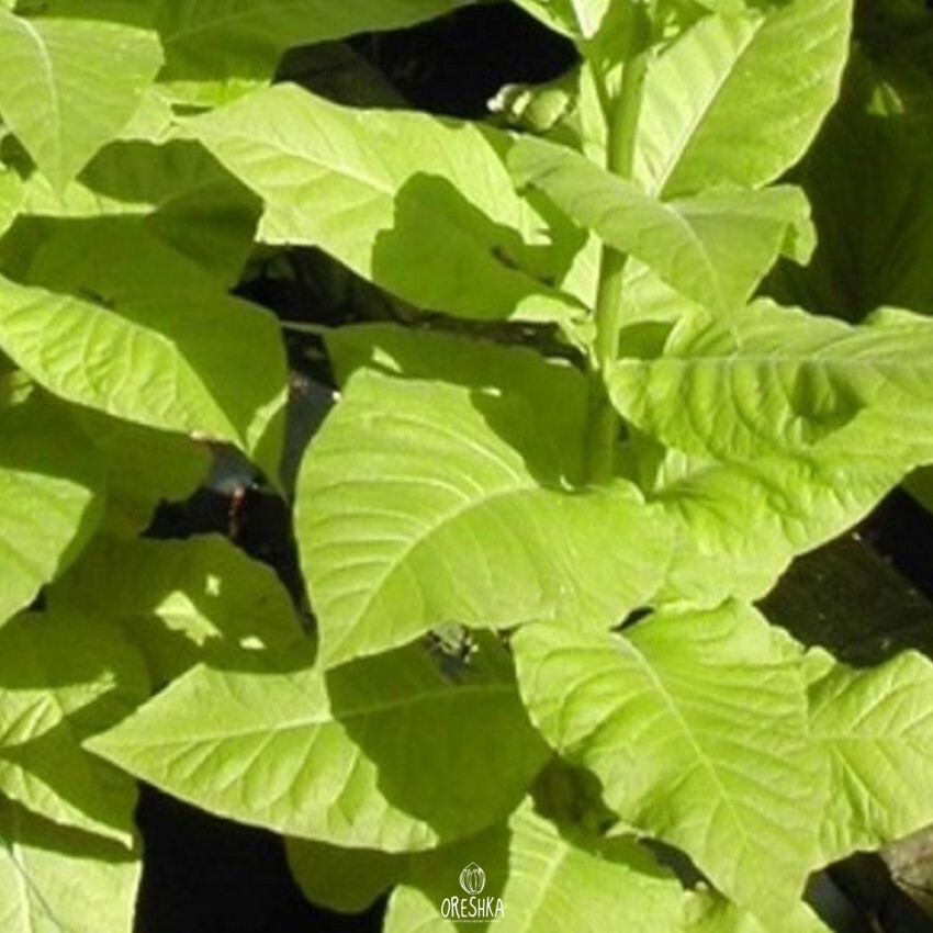 Seeds of Tobacco oriental molovata (Nicotiana tabacum) — 300 pcs