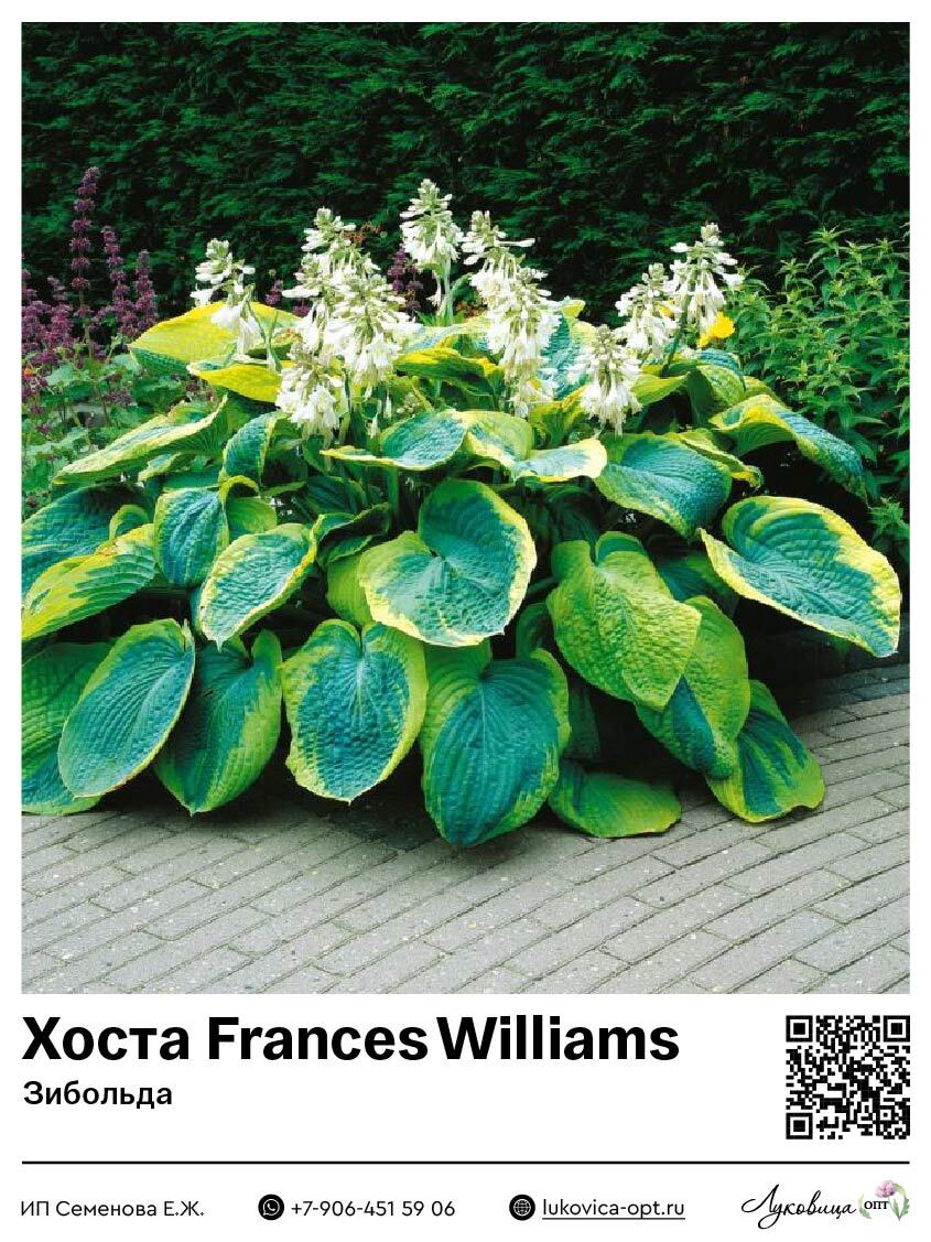 Хоста Frances Williams (Зибольда)