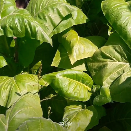Seeds of Tobacco Burley Panama (Nicotiana tabacum) — 300 pcs