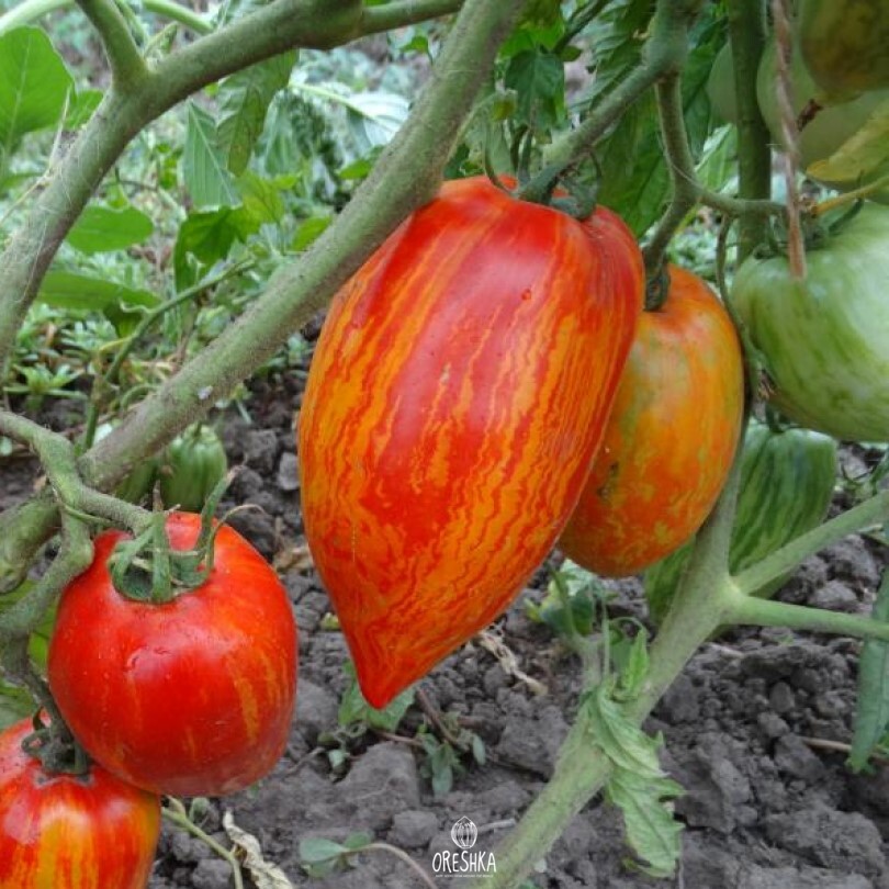Seeds of Tomato Bella (solanum lycopersicum) — 10 pcs