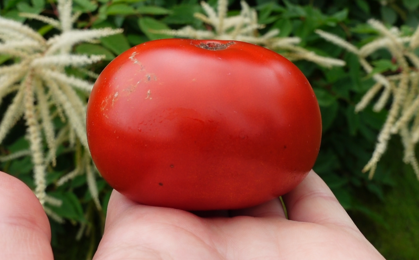 купить семена томата БАРОН СОЛЕМАХЕР