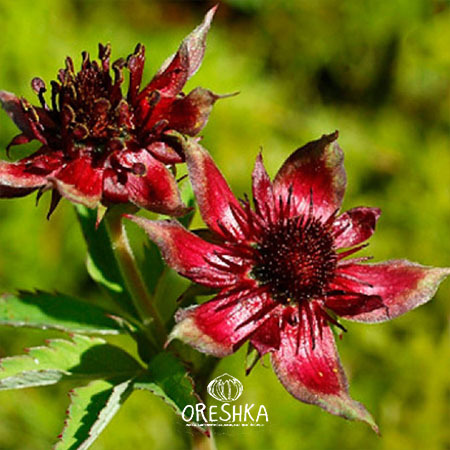 Seeds of Cinquefoil (Comarum) — 30 pcs