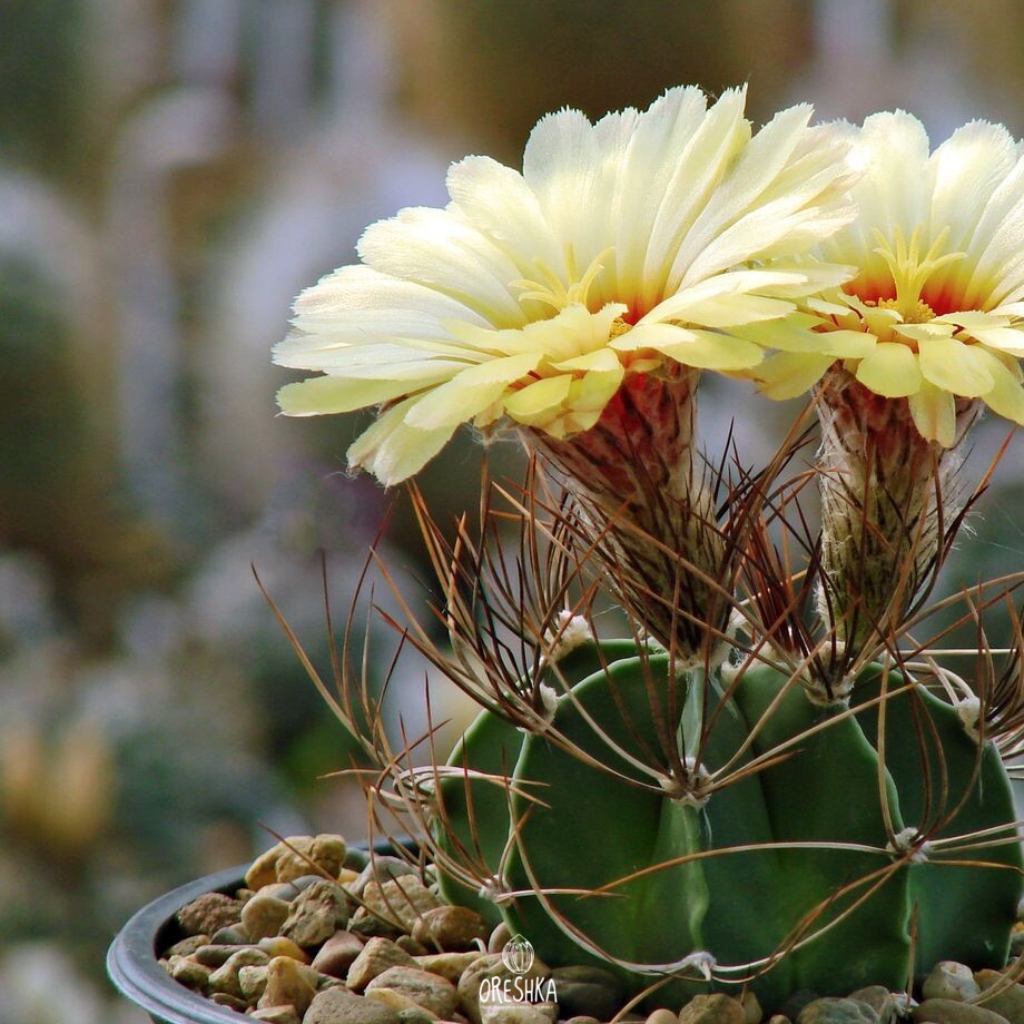 Seeds of Cactus Astrophytum senile (Astrophytum senile) — 10 pcs
