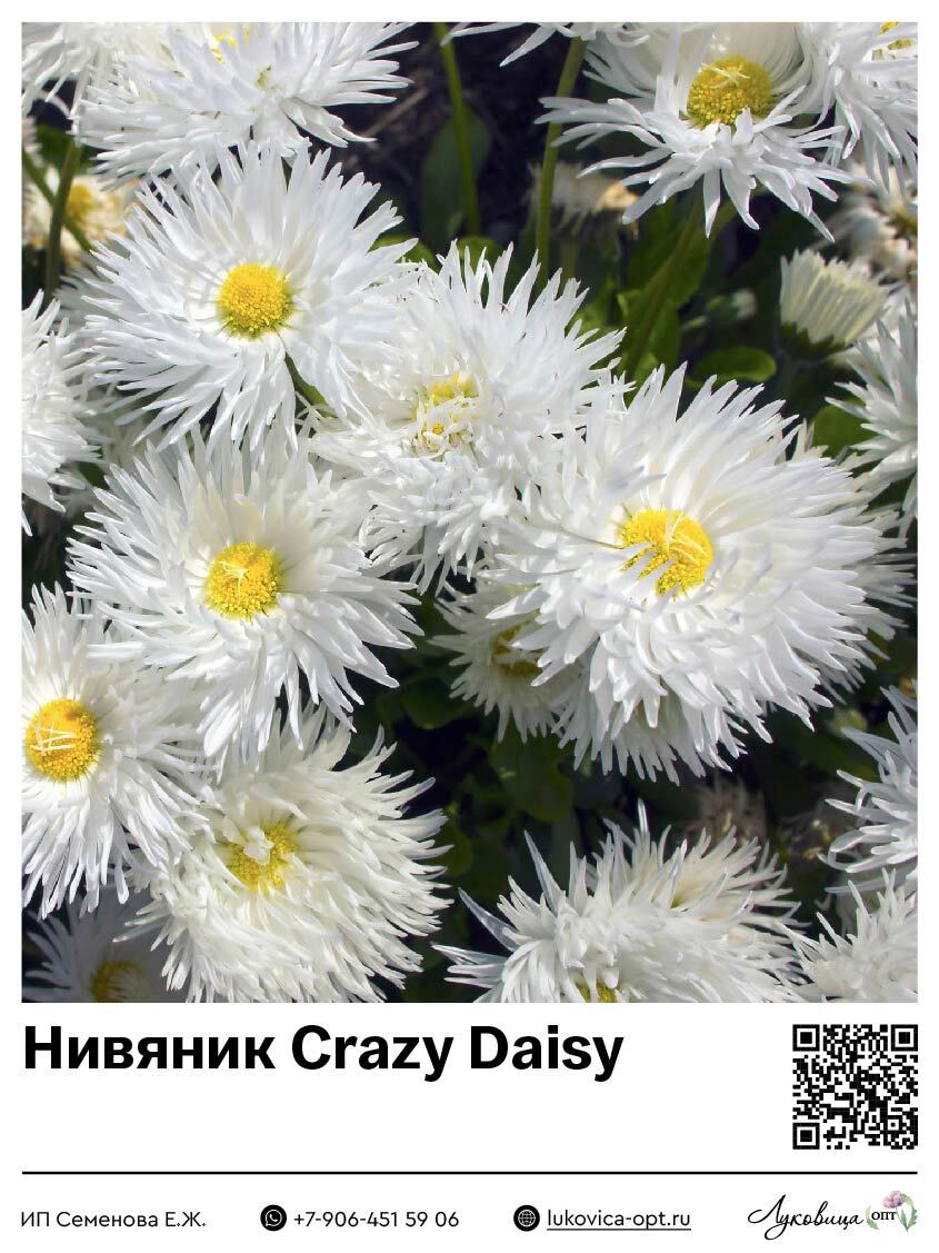 Нивяник Crazy Daisy (Наибольший)