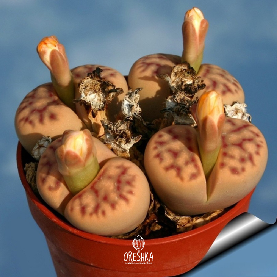 Seeds of Succulent Lithops dinteri ssp. Multipunctata C 326 (Lithops dinteri ssp. Multipunctata C 326) — 10 pcs
