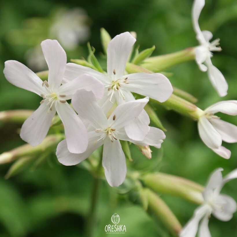 Seeds of Mylnyanka white medicinal — 20 pcs