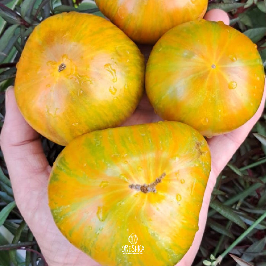 Seeds of Tomato Gnome Rebella (solanum lycopersicum) — 10 pcs