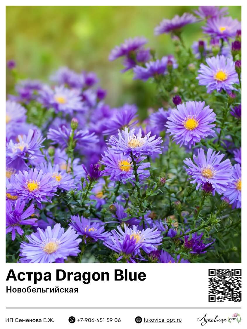 Астра Dragon Blue (Новобельгийская) 1 шт