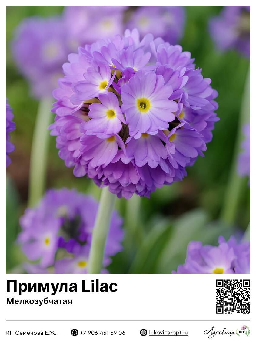 Примула [Первоцвет] Lilac (Мелкозубчатая)