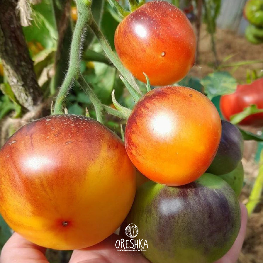 Seeds of Tomato Denis's Heart (solanum lycopersicum) — 10 pcs