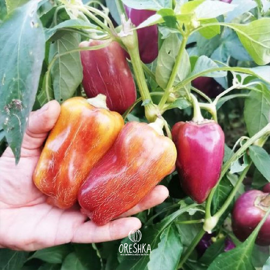 Violoncello German pepper bush 50cm compact no staking outdoor