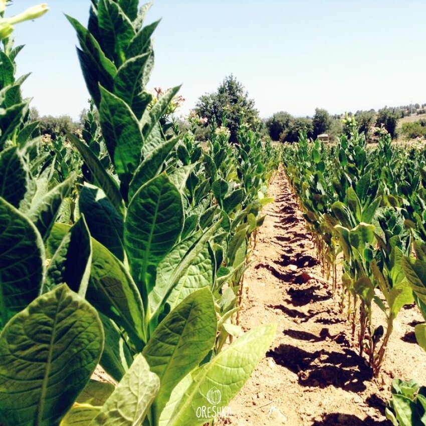 Seeds of Tobacco ege (Nicotiana tabacum) — 300 pcs