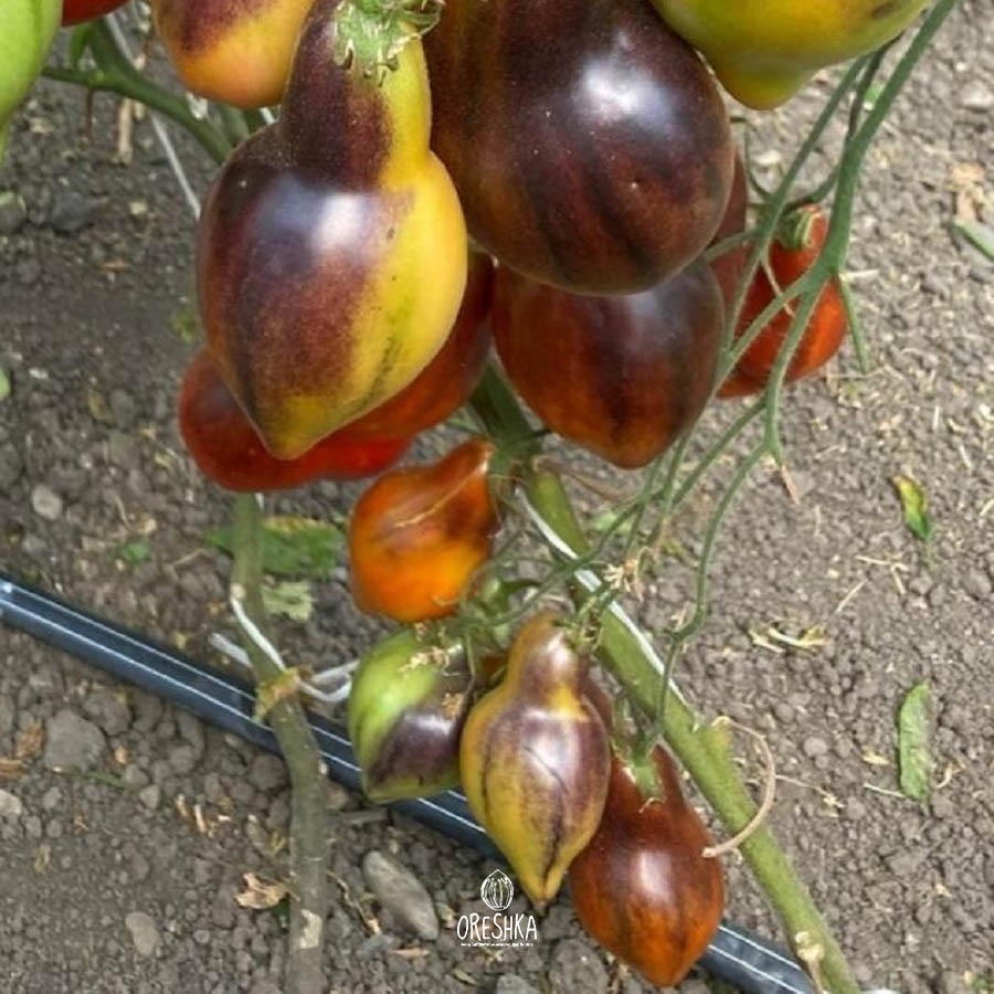 Seeds of Tomato Sergeant Pepper's Bronze Fingers (solanum lycopersicum) — 10 pcs