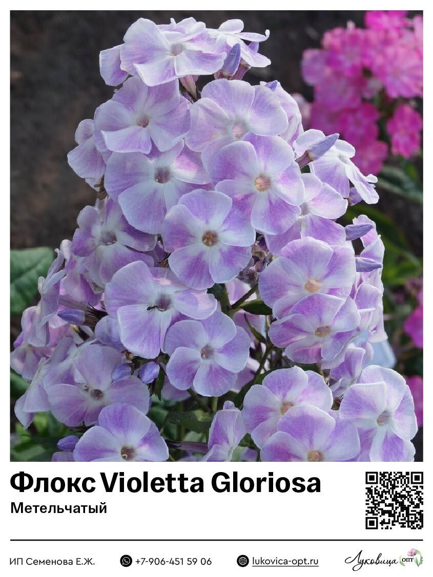 Флокс Violetta Gloriosa (Метельчатый) 1 шт