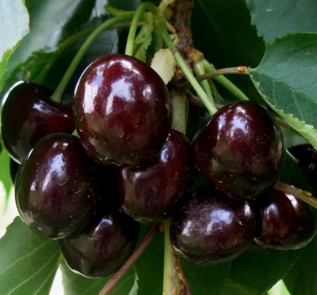 Черешня ипуть описание сорта. Черешня какие сорта посадить. Черешня мелитопольская крупноплодная. Черешня ипуть описание сорта. Черешня овстуженка опылители.