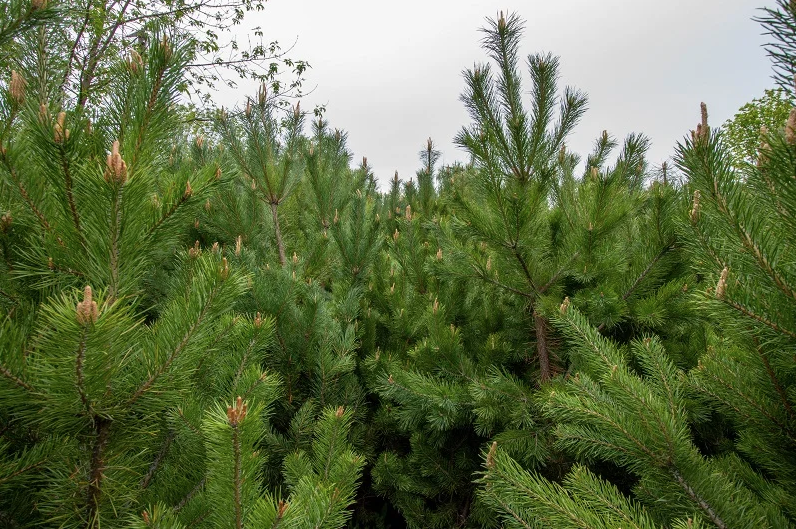 Распространенные хвойные деревья. Сосна обыкновенная Pinus Sylvestris. Сосна обыкновенная (Pinus Sylvestris Moseri). Сосна обыкновенная norske Typ.