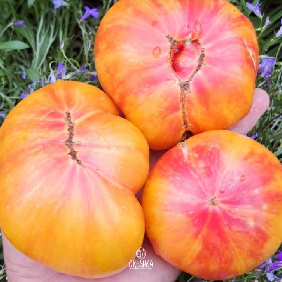 Seeds of Tomato Gnome Confetti (solanum lycopersicum) — 10 pcs