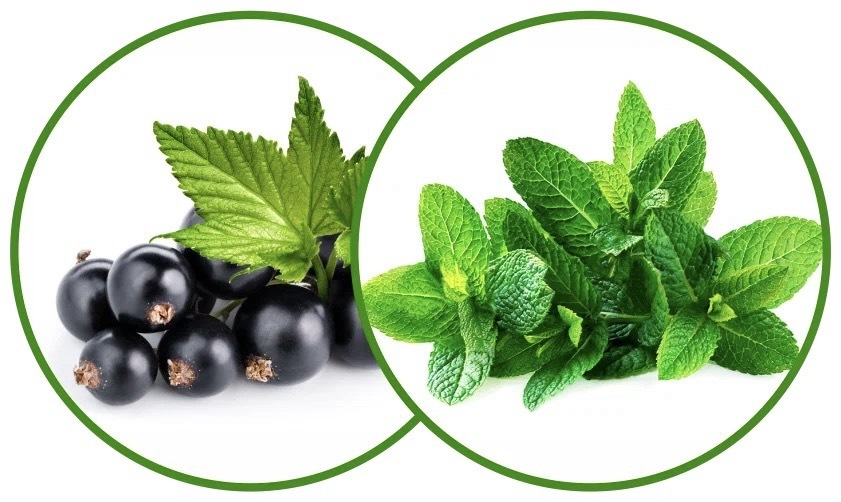 Мята Чёрная Смородина