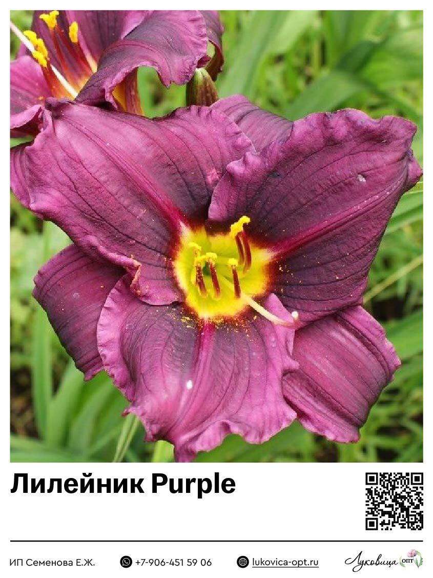 Лилейник Purple