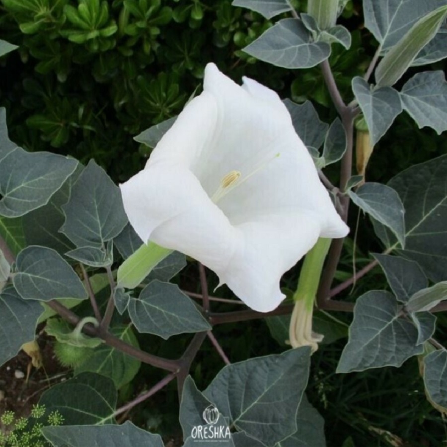 Seeds of Jimsonweed (Datura) — 15 pcs