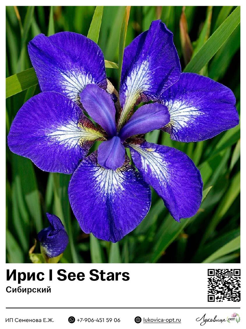 Ирис I See Stars (Сибирский) 1 шт