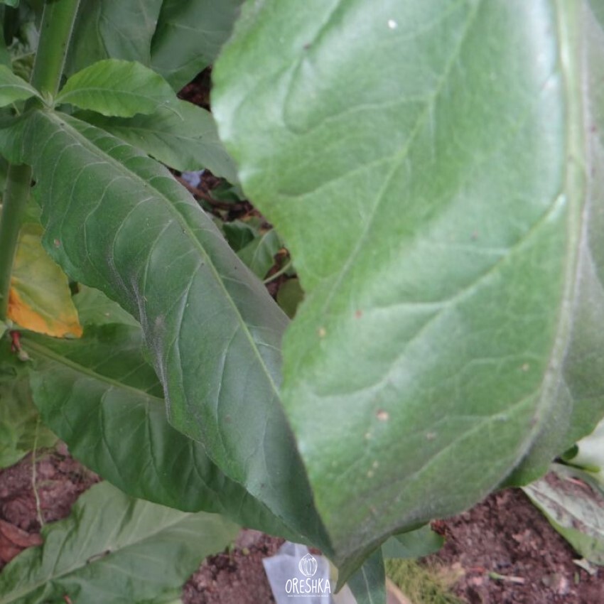 Tobacco Plant (Nicotiana Tabacum) in a Tobacco Plantation Stock Image