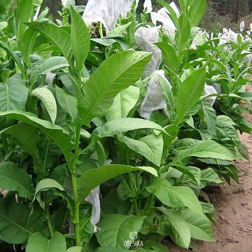 Seeds of Tobacco walkers broad leaf (Nicotiana tabacum) — 300 pcs