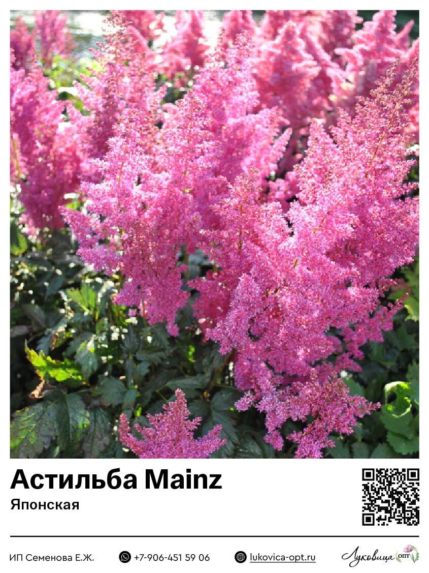 Астильба Mainz (Японская) 1 шт