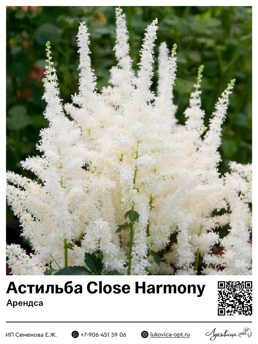 Астильба Close Harmony (Арендса) 1 шт