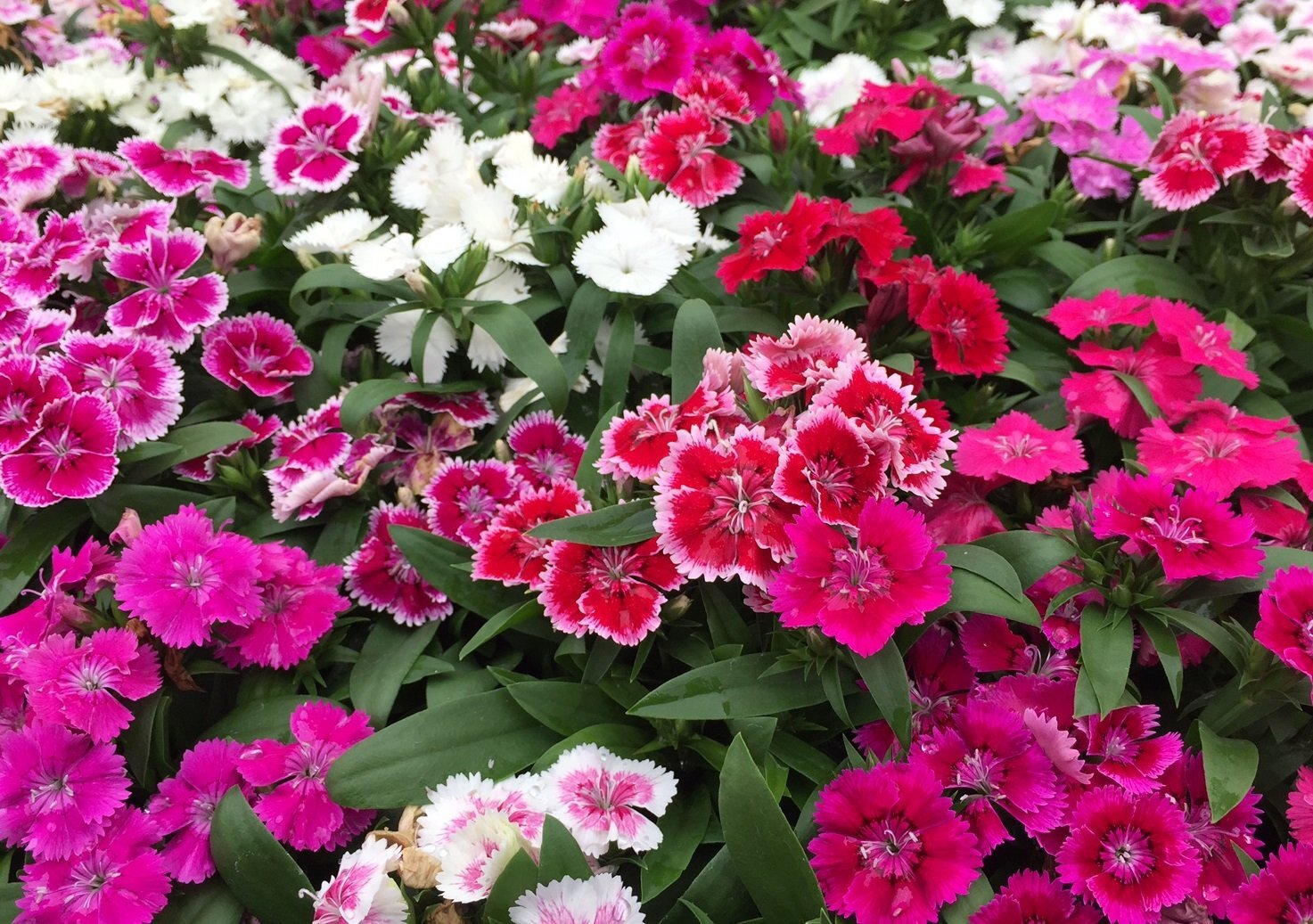 Гвоздика садовая смесь. Гвоздика Dianthus Diana Mix. Гвоздика китайская "Lavender Picotee". Dianthus chinensis гвоздика китайская.