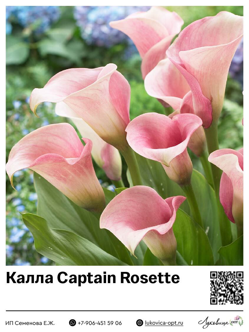 Калла Captain Rosette
