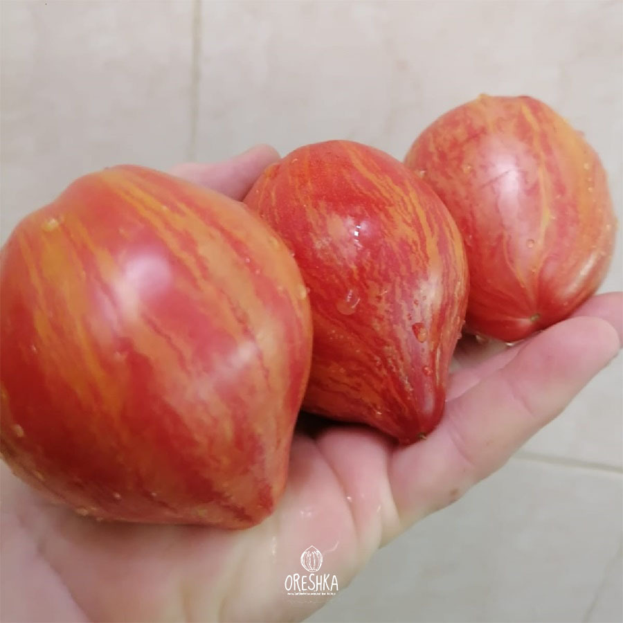 Seeds of Tomato ⁠Gnome Grandfather's Heart (solanum lycopersicum) — 10 pcs