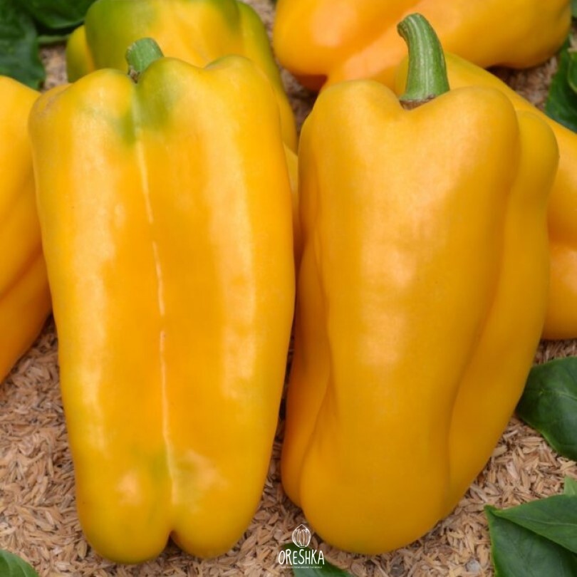 Seeds of Sweet pepper Abkhazia (Capsicum) — 10 pcs
