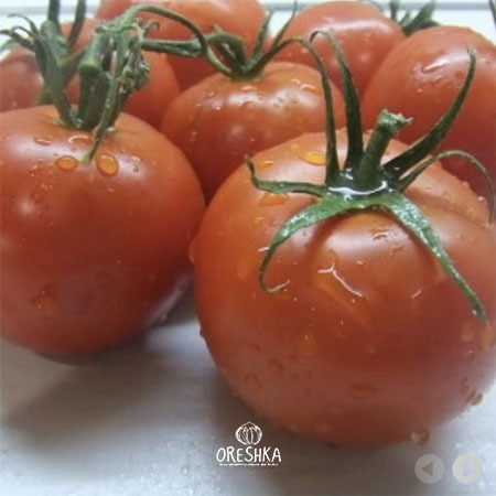 Seeds of Tomato Dwarf Nay-nay-nay (solanum lycopersicum) — 10 pcs