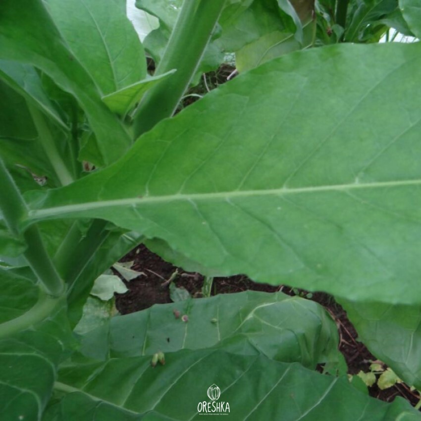 Seeds of Tobacco anniversary 8 (Nicotiana tabacum) — 300 pcs