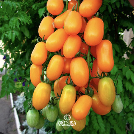 Seeds of Tomato Dwarf Banana Toes (solanum lycopersicum) — 10 pcs